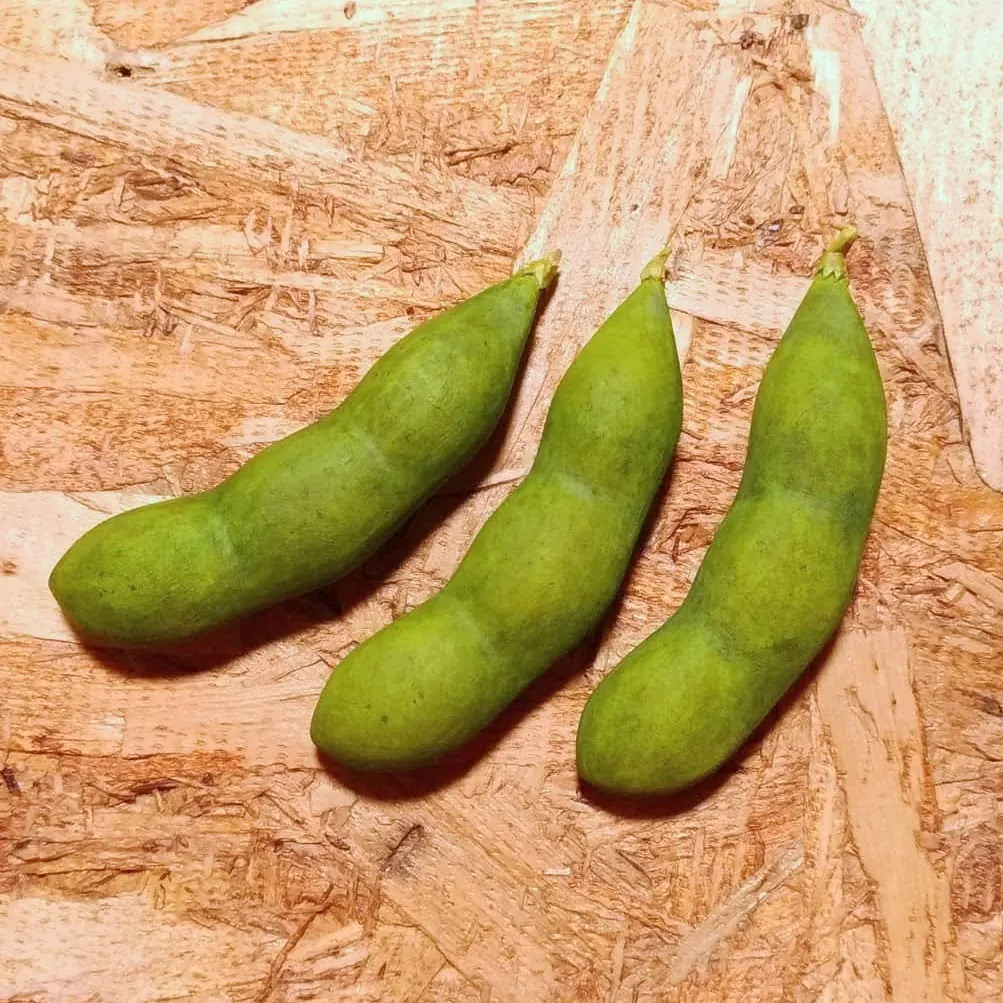 えだまめ